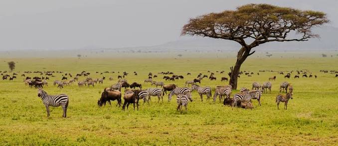 Safari in Serengeti, Tanzania